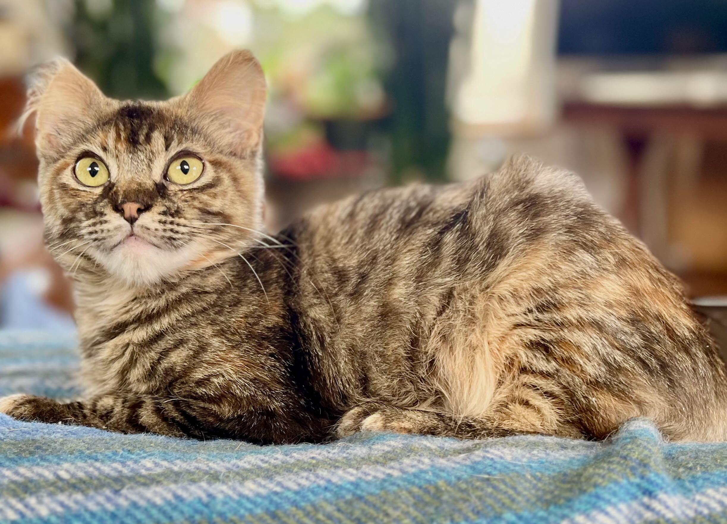 Sophie, adopted, Kitten Female Tabby & Tortoiseshell.