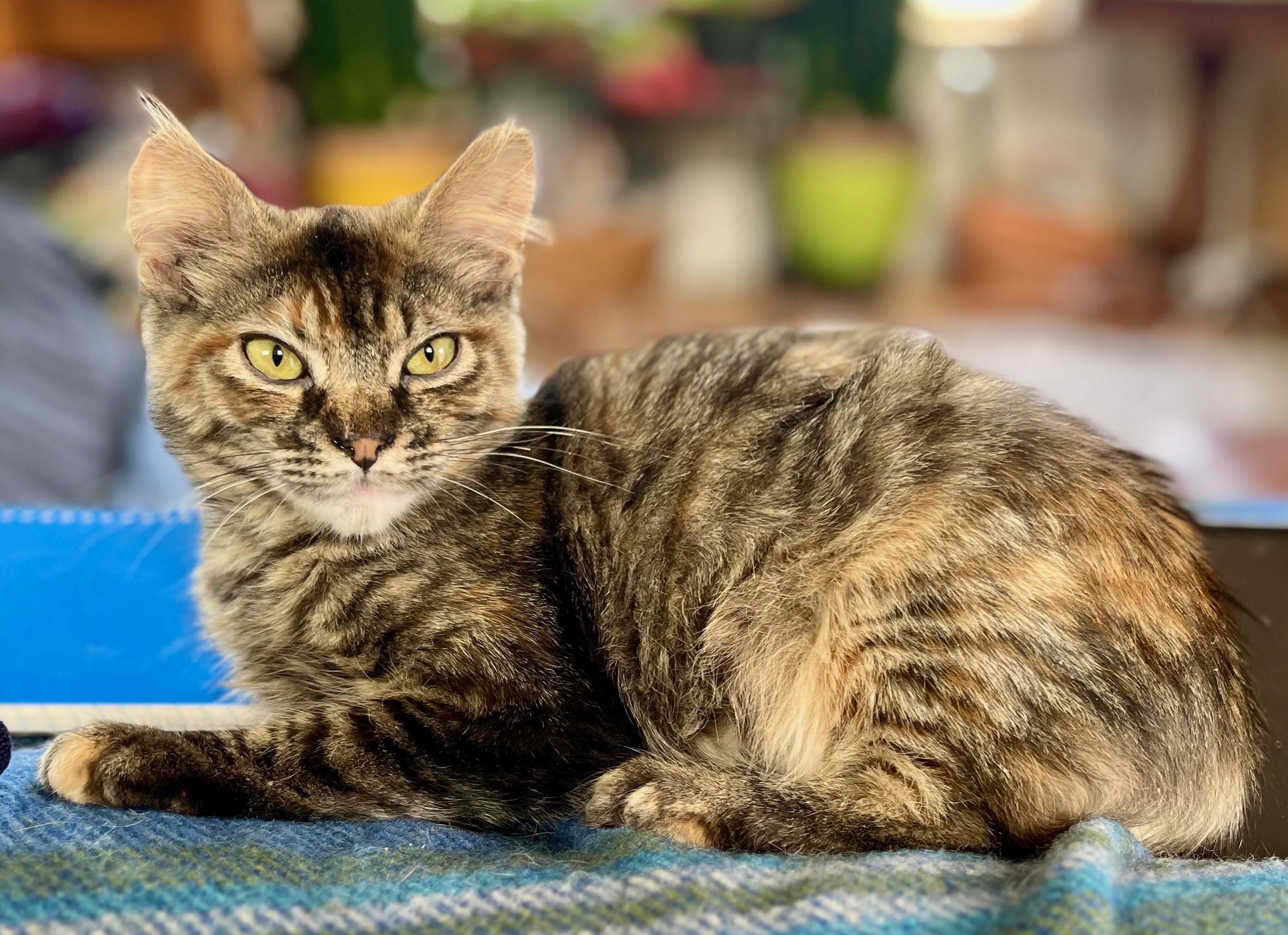 Enlarge Sophie, an adopted mixed breed in Portland, OR image 4/6