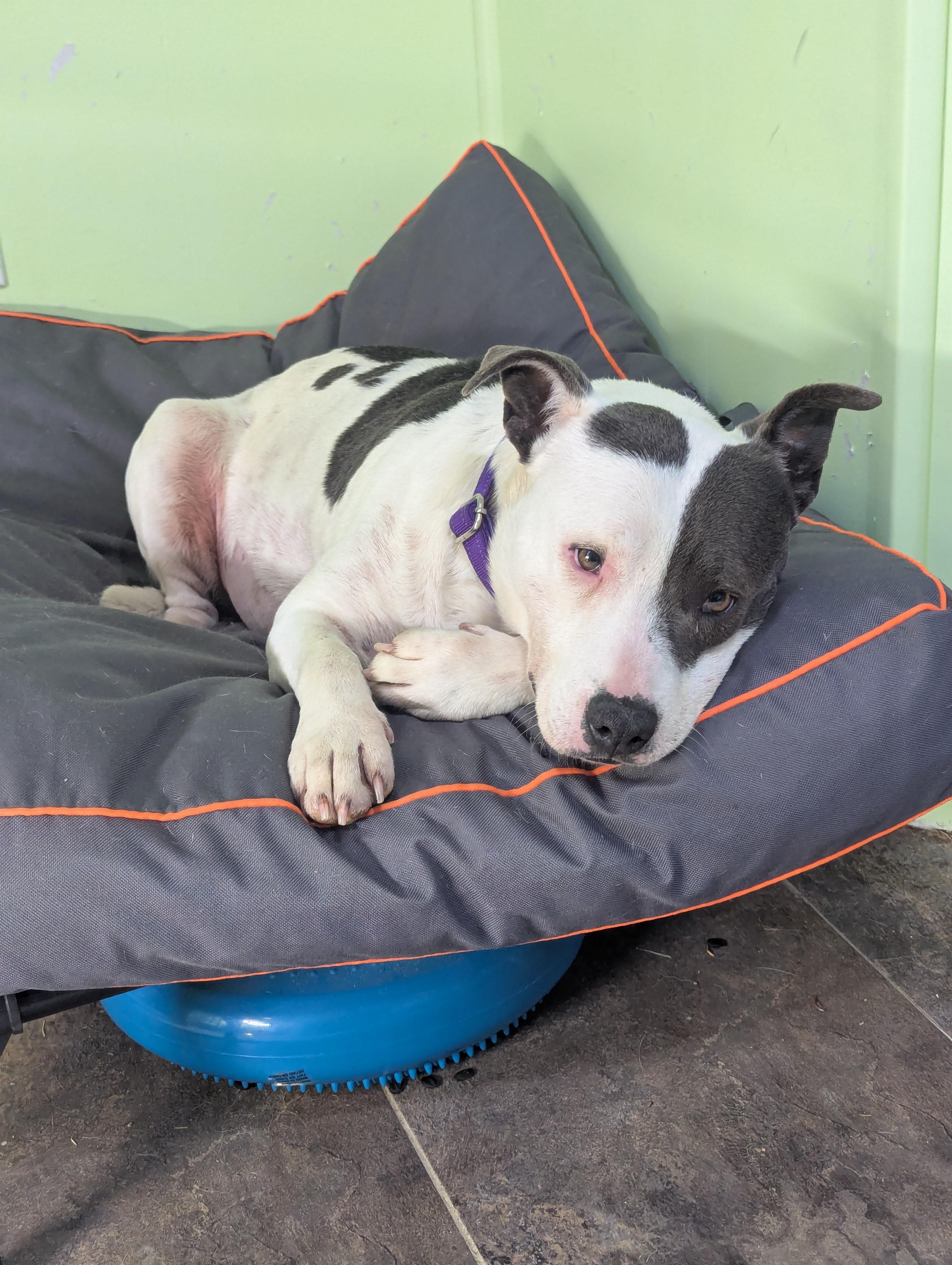 Nelly, Adoptable, Adult Female Pit Bull Terrier.