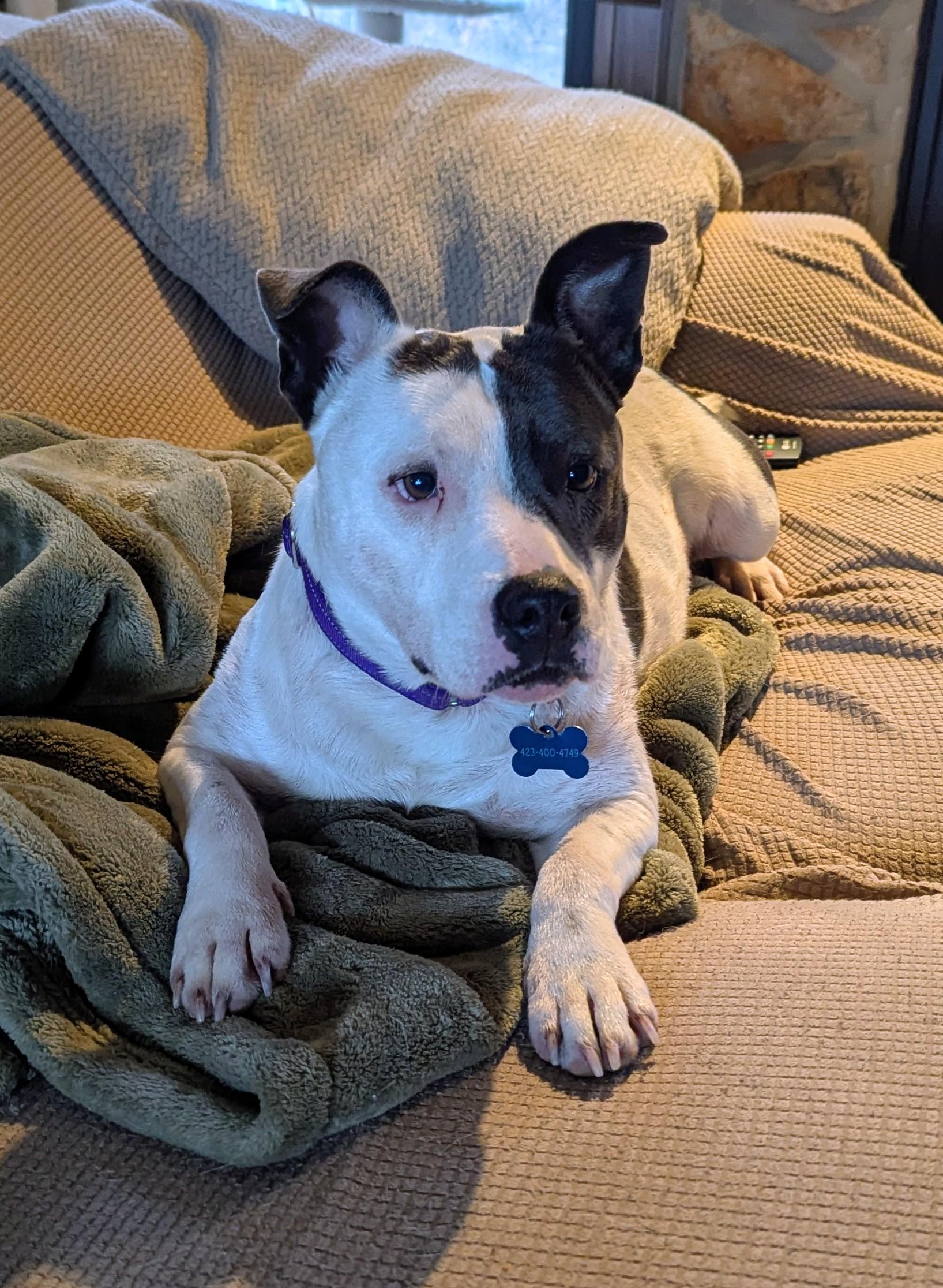 Enlarge Nelly, a Adoptable Pit Bull Terrier in Chattanooga, TN image 2/4