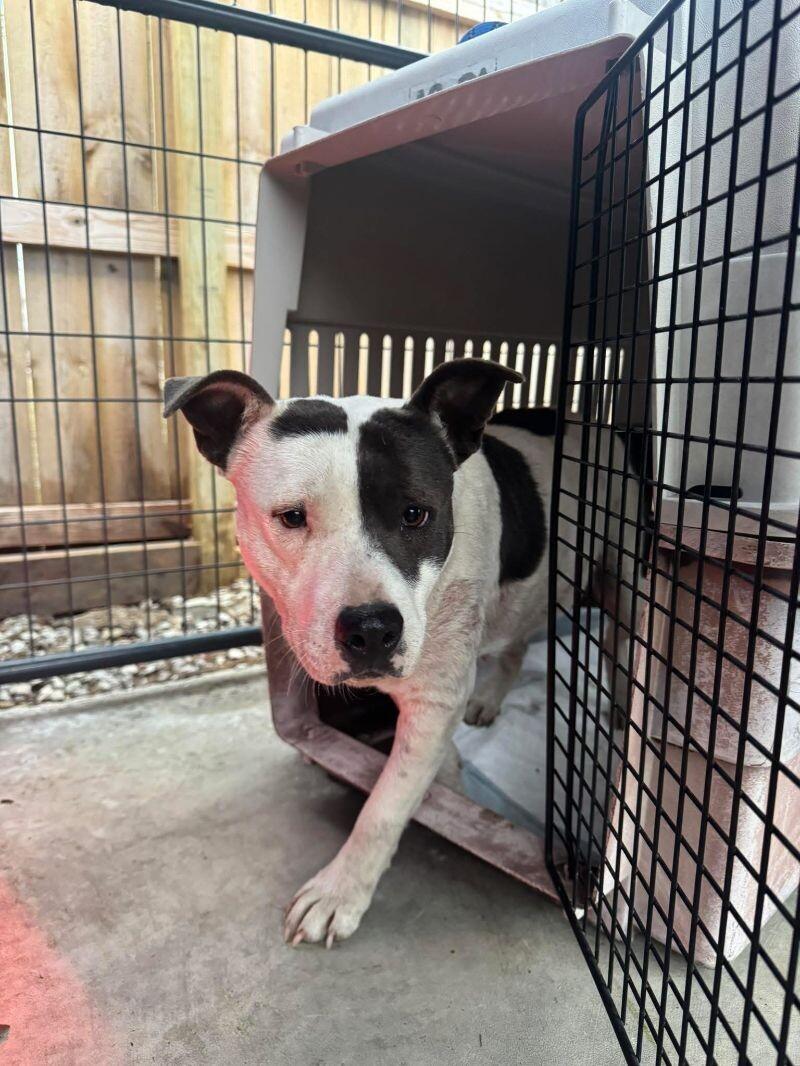 Nelly, Adoptable, Adult Female Pit Bull Terrier.