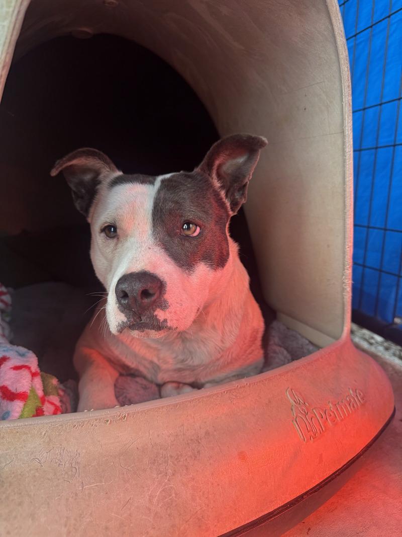 Nelly, a Adoptable Pit Bull Terrier in Chattanooga, TN image 2/2