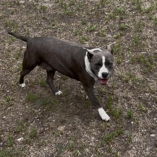 Thelma, a Adoptable mixed breed in Richmond Hill, GA image 1/5