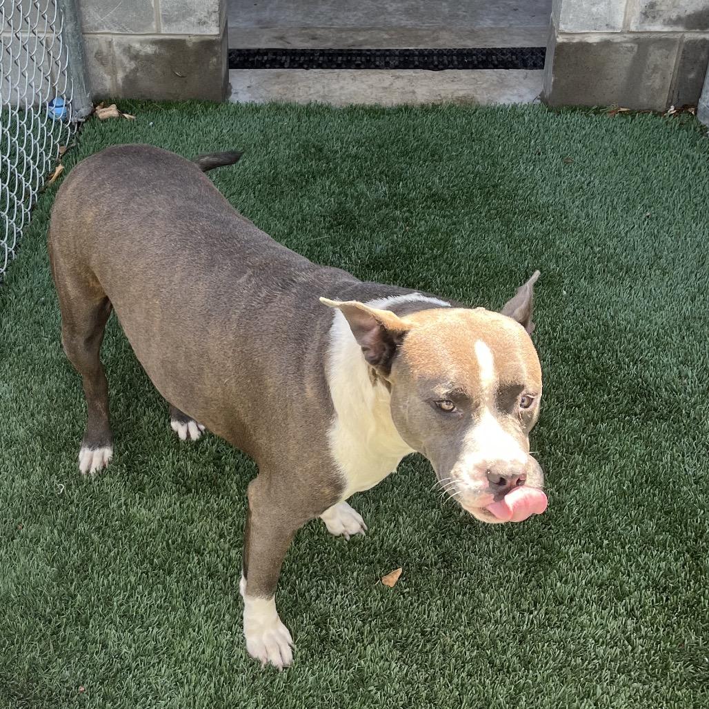 Thelma, a Adoptable mixed breed in Richmond Hill, GA image 2/5