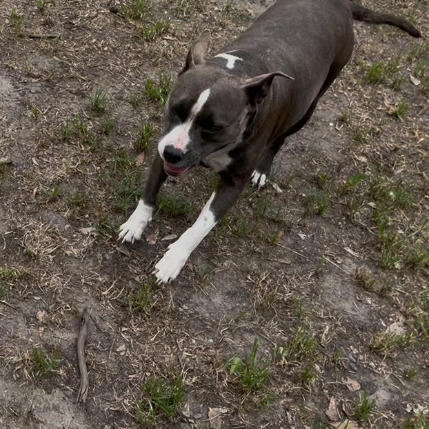 Thelma, a Adoptable mixed breed in Richmond Hill, GA image 3/5