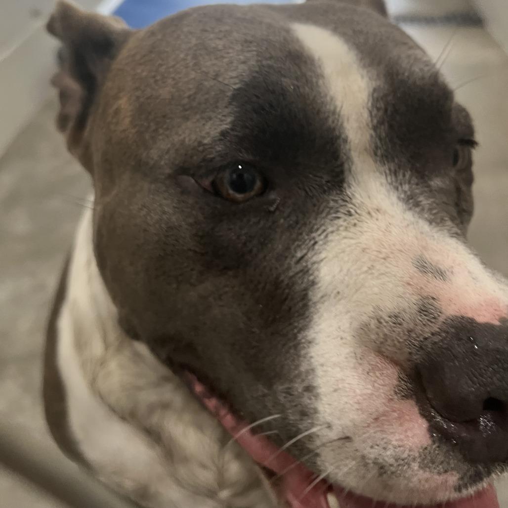 Thelma, a Adoptable mixed breed in Richmond Hill, GA image 4/5