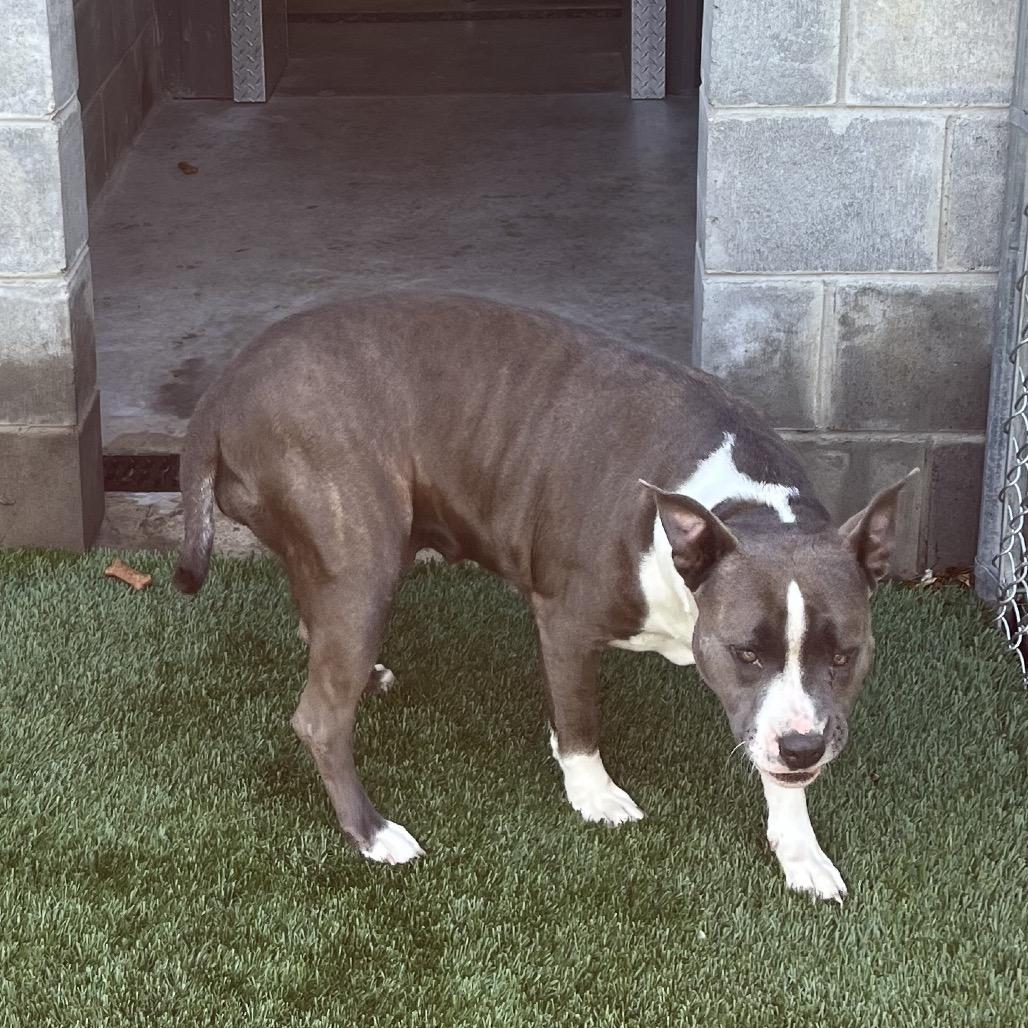 Thelma, a Adoptable mixed breed in Richmond Hill, GA image 5/5