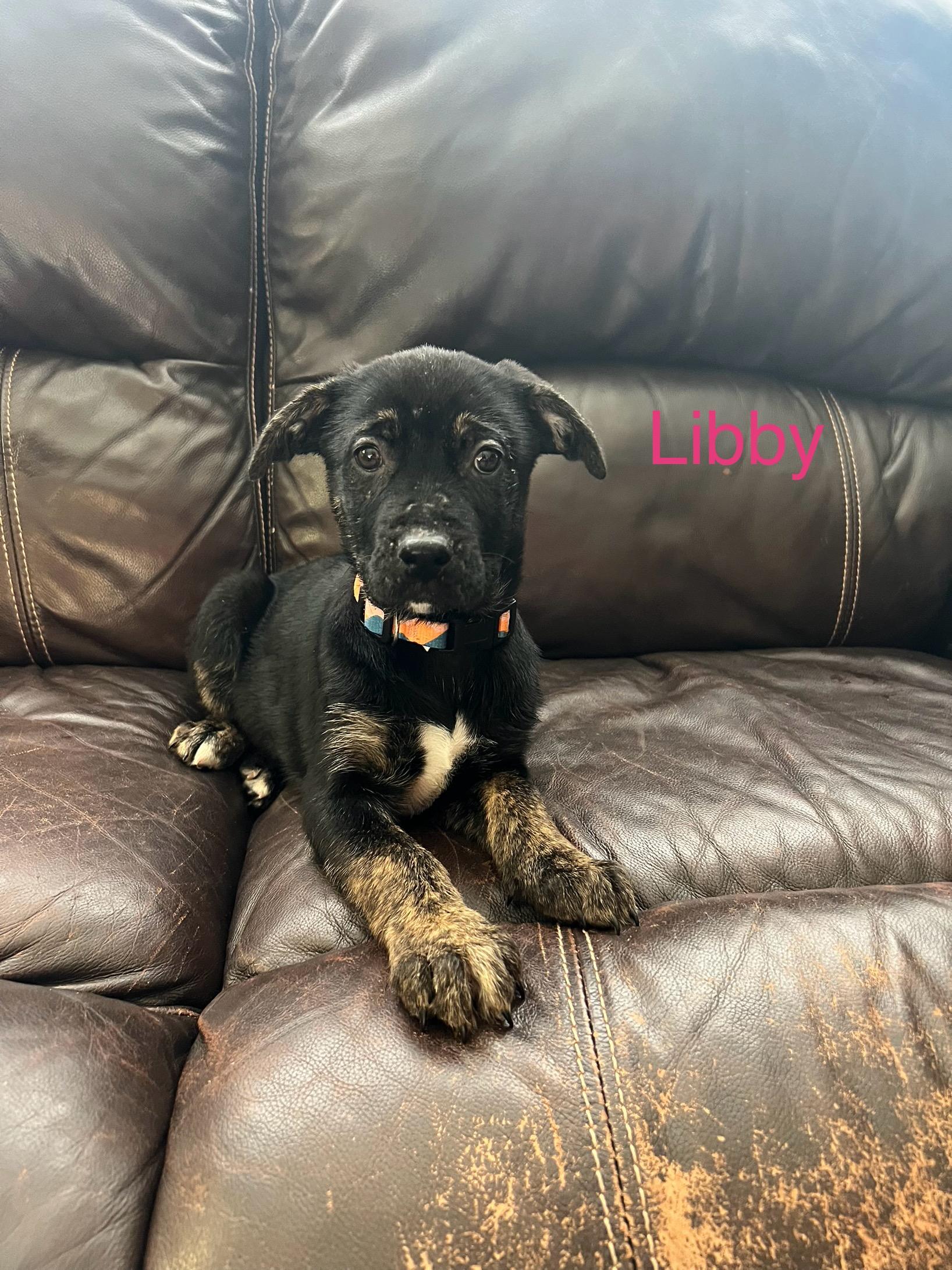 Enlarge Libby, a ADOPTABLE mixed breed in Davisburg, MI image 2/2