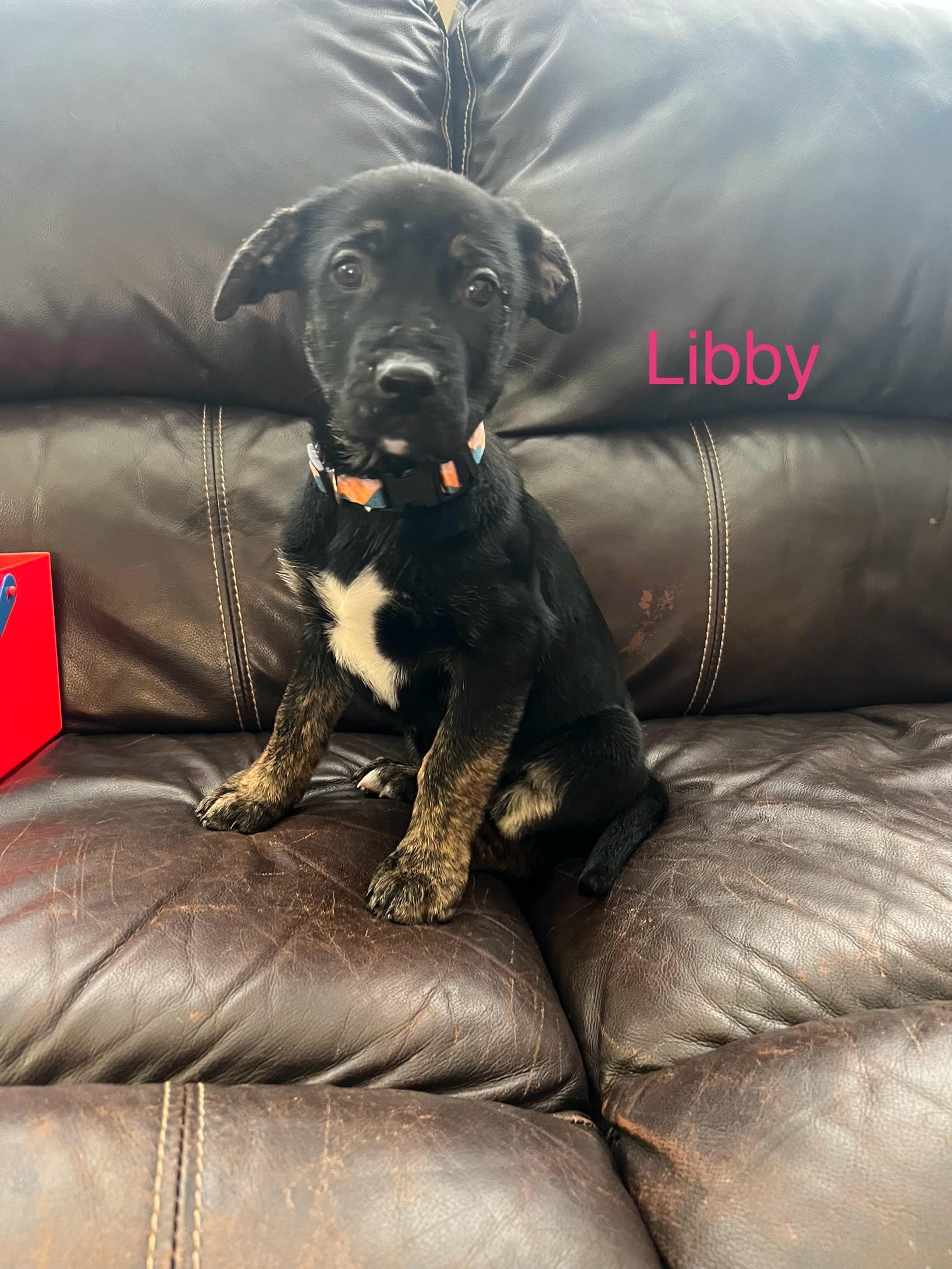 Enlarge Libby, a ADOPTABLE mixed breed in Davisburg, MI image 1/2