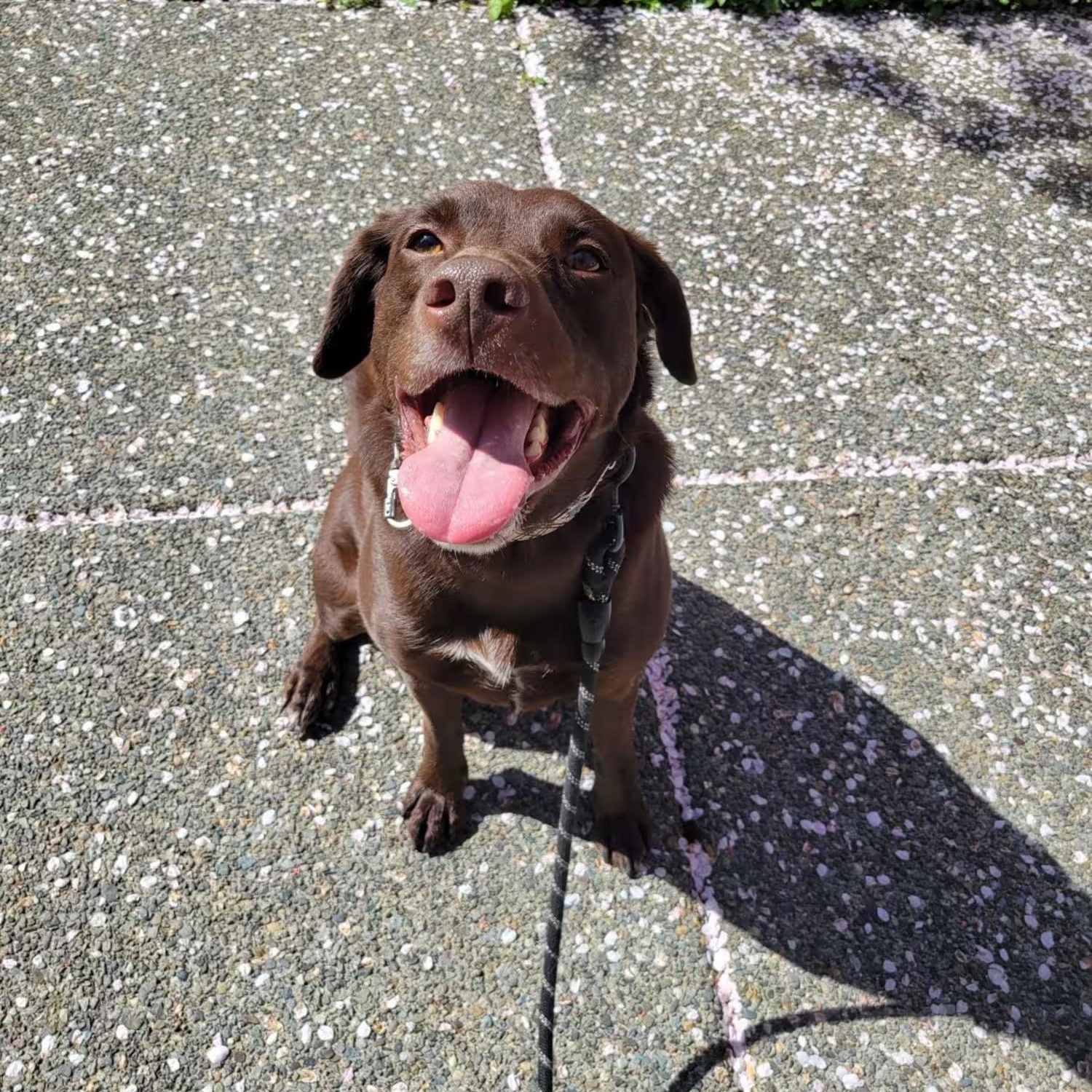 Enlarge Axel - Good Boy Needs New Home, a ADOPTABLE mixed breed in Seattle, WA image 3/4