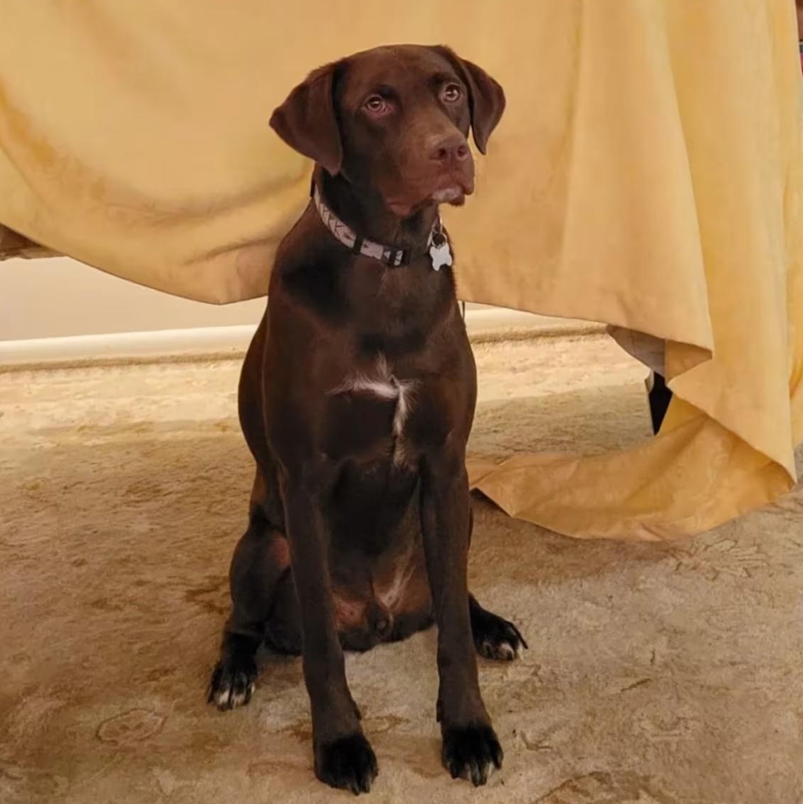 Axel - Good Boy Needs New Home, ADOPTABLE, Adult Male Chocolate Labrador Retriever.