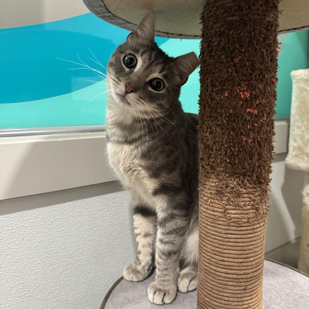 Mr. Woodford, Adoptable, Adult Male American Shorthair.