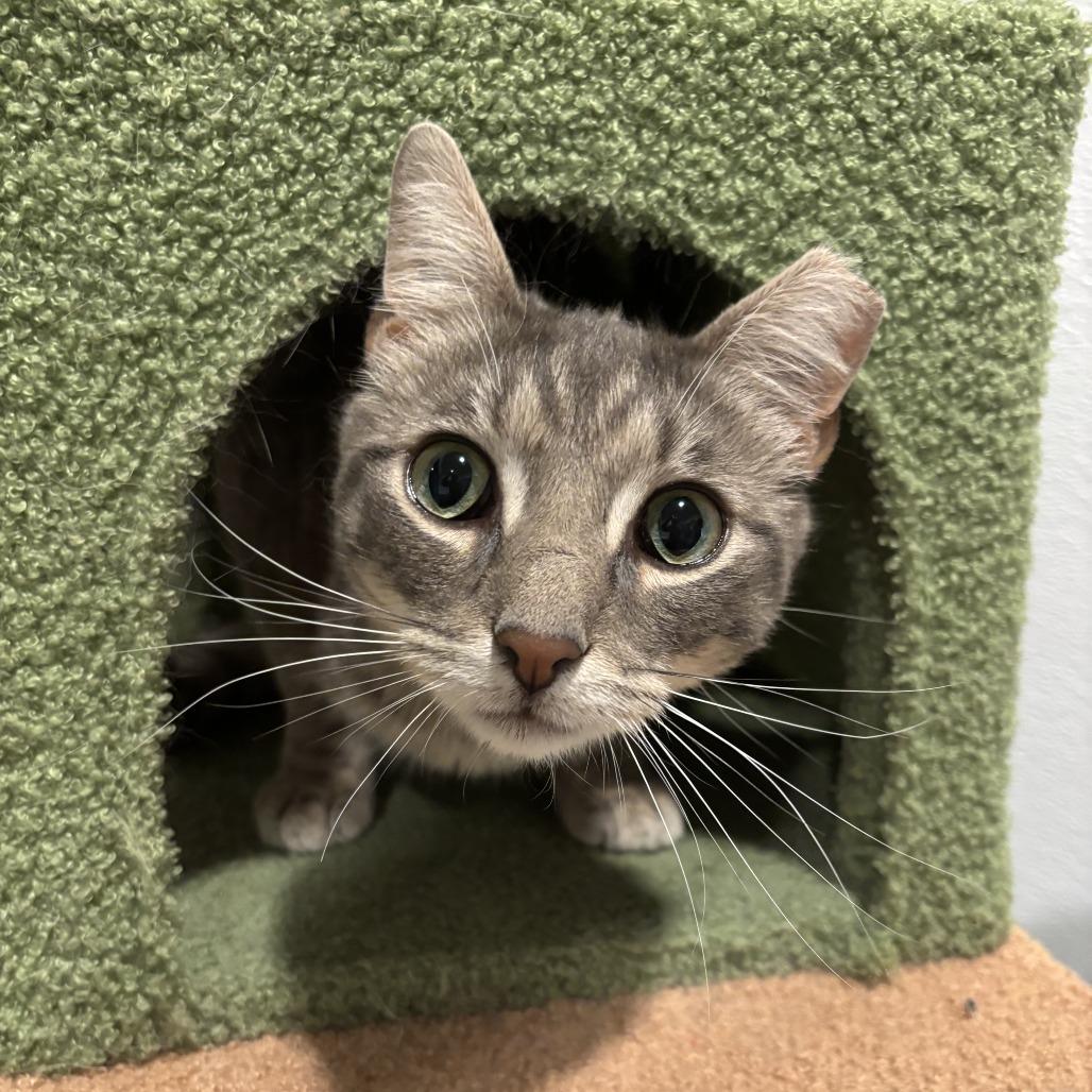 Enlarge Mr. Woodford, a Adoptable American Shorthair in Louisville, KY image 2/3