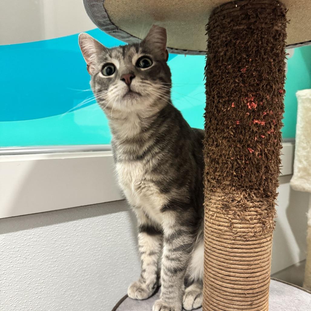 Enlarge Mr. Woodford, a Adoptable American Shorthair in Louisville, KY image 3/3