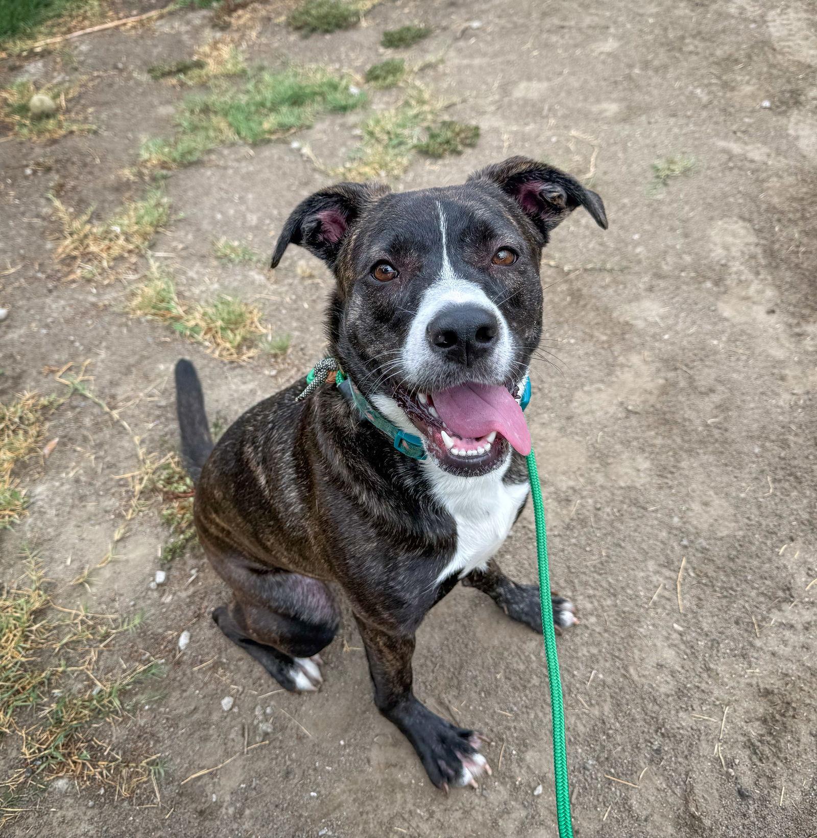 Enlarge LR - Faith, a Adoptable mixed breed in San Diego, CA image 1/3
