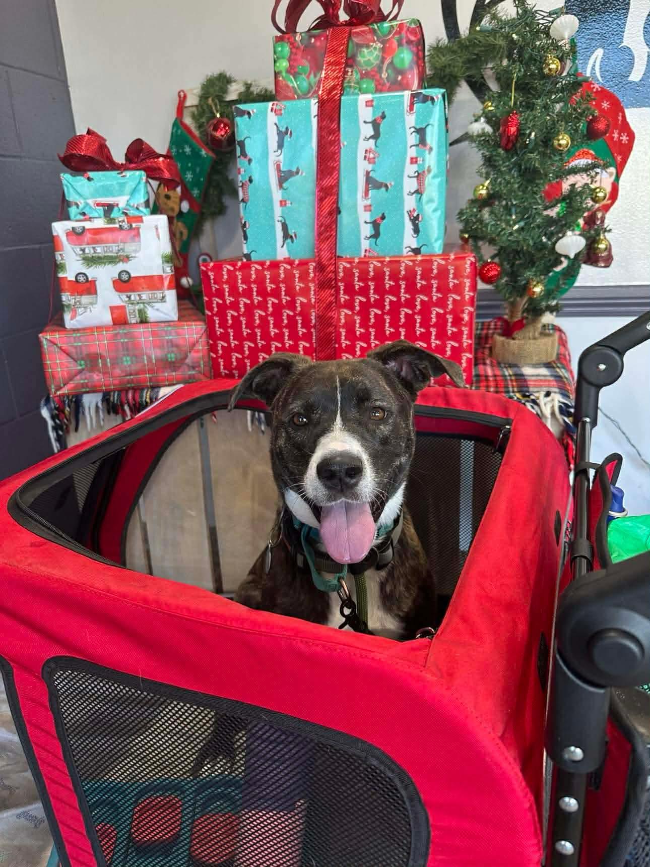 Enlarge LR - Faith, a Adoptable mixed breed in San Diego, CA image 2/3