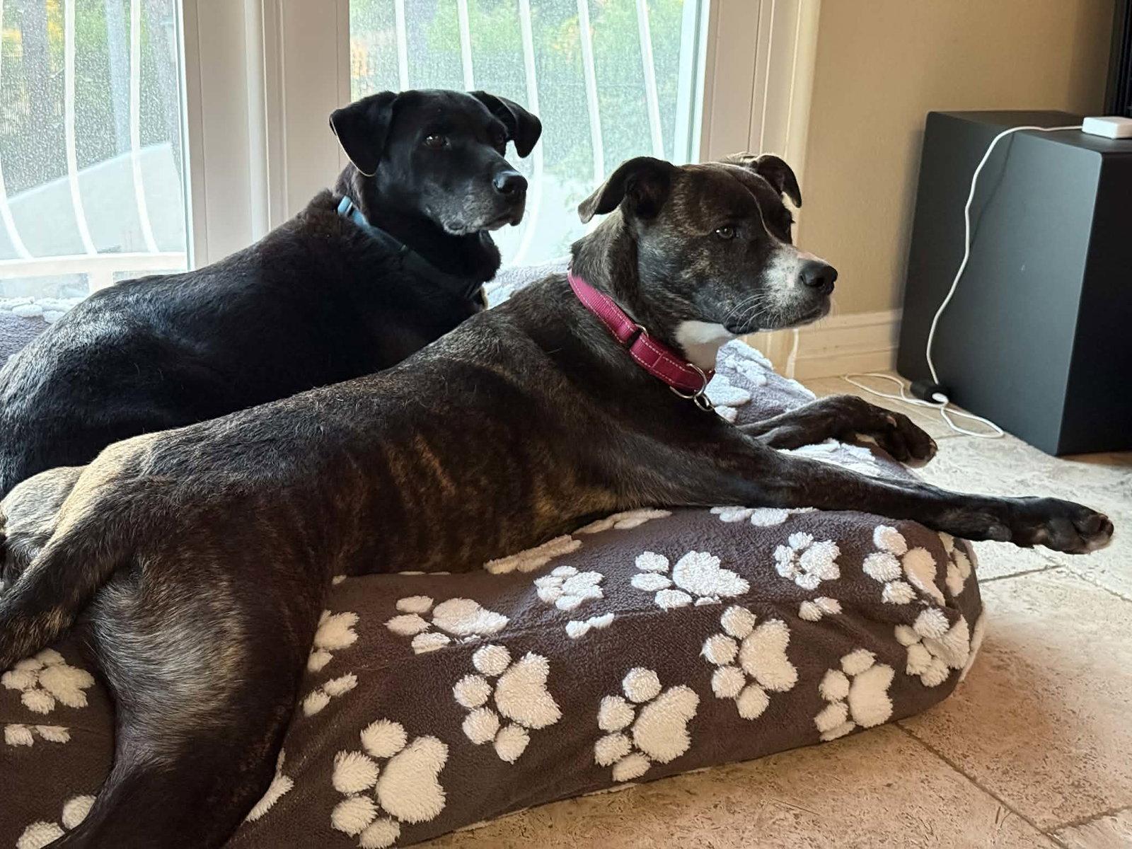 Enlarge LR - Faith, a Adoptable mixed breed in San Diego, CA image 1/3