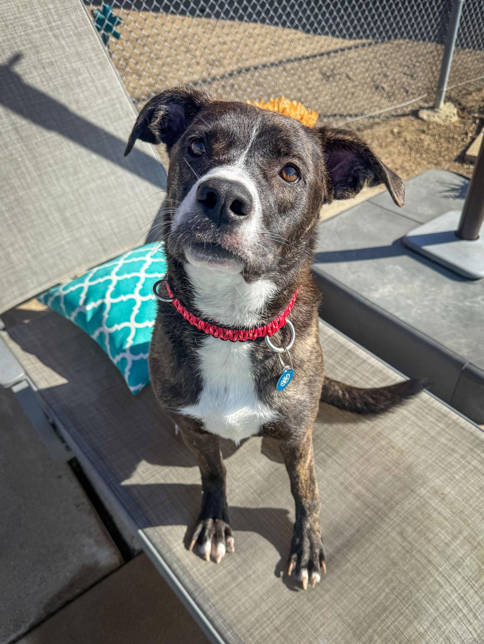 LR - Faith, Adoptable, Young Female Labrador Retriever & Pit Bull Terrier.