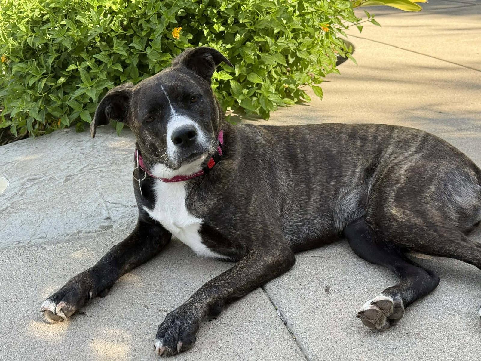 Enlarge LR - Faith, a Adoptable mixed breed in San Diego, CA image 2/3