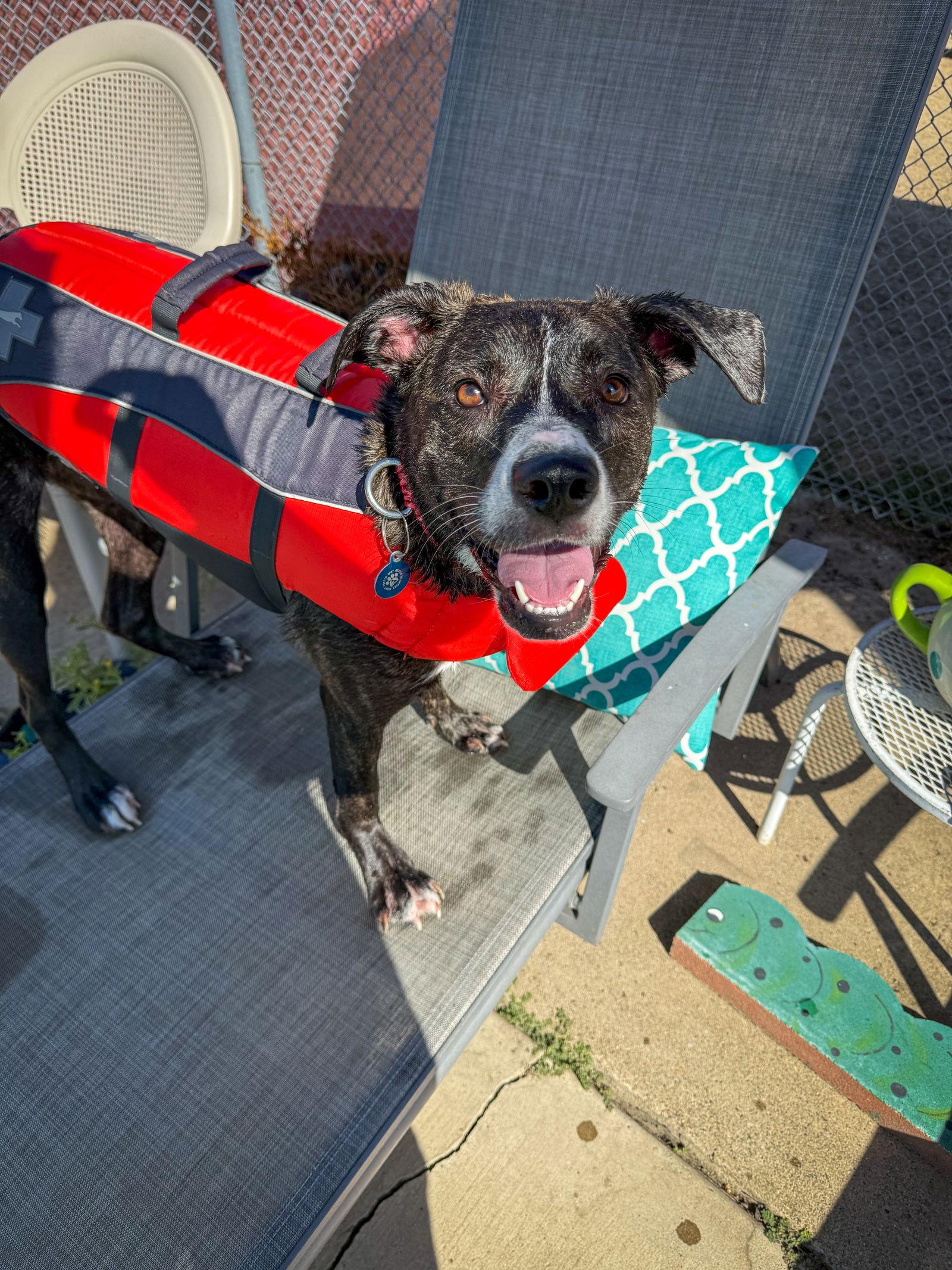 Enlarge LR - Faith, a Adoptable mixed breed in San Diego, CA image 3/3