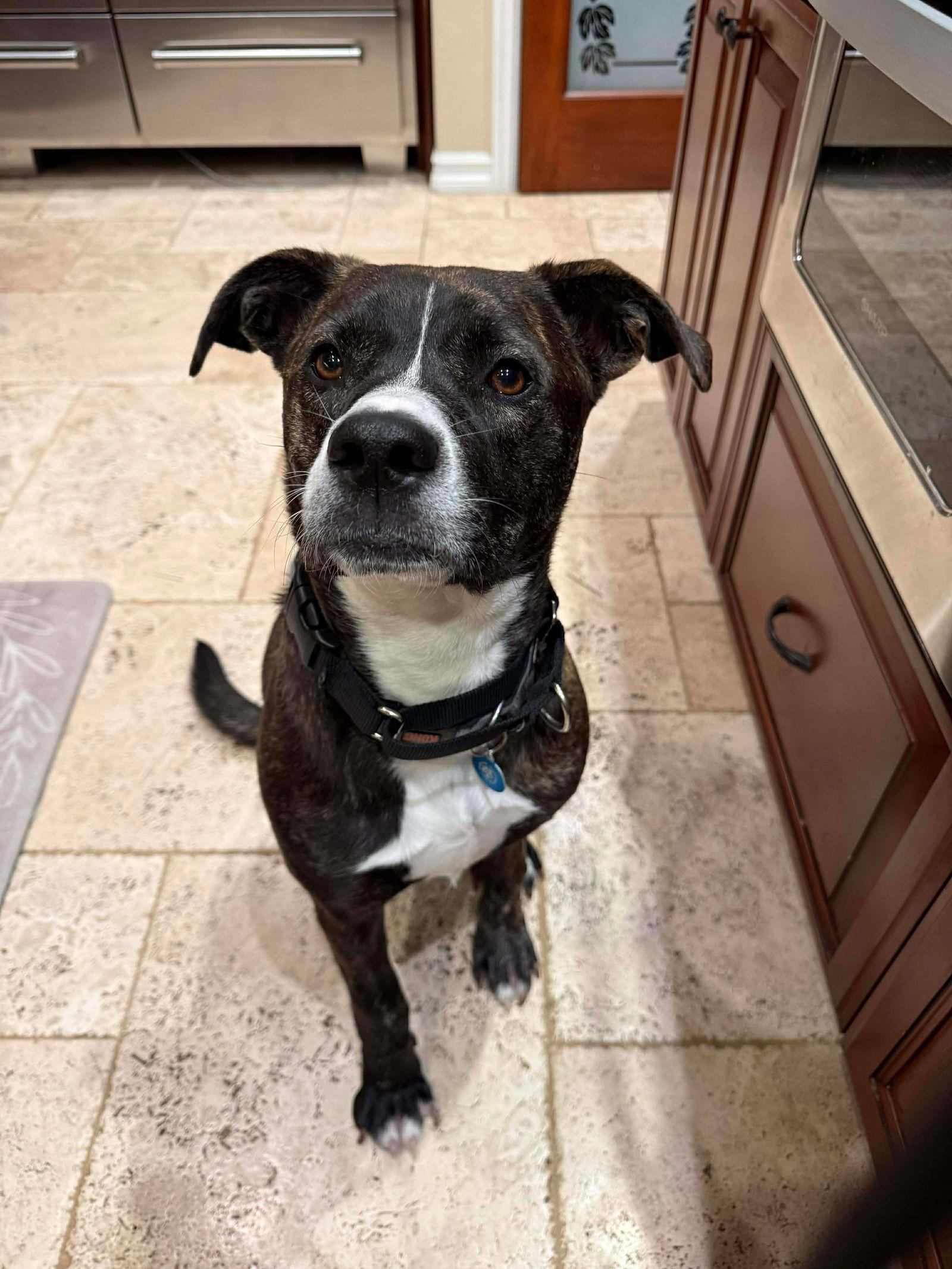 LR - Faith, a Adoptable mixed breed in San Diego, CA image 2/3