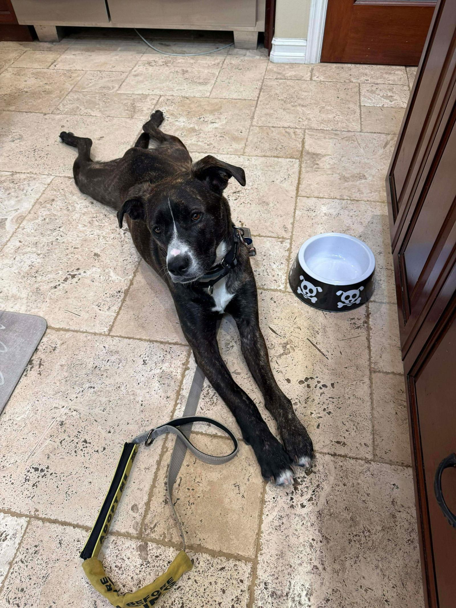 LR - Faith, a Adoptable mixed breed in San Diego, CA image 3/3