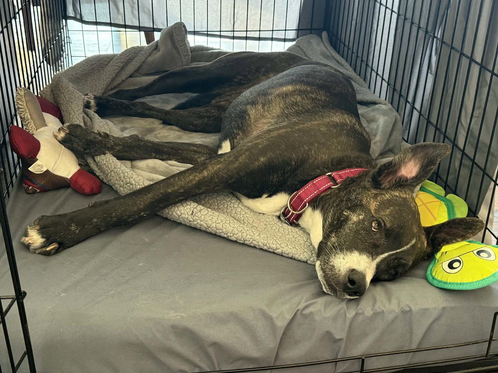 Enlarge LR - Faith, a Adoptable mixed breed in San Diego, CA image 3/3