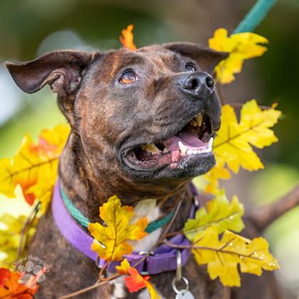 Lulu, Adoptable, Adult Female Pit Bull Terrier & Mixed Breed.