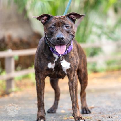 Lulu, a Adoptable mixed breed in Honolulu, HI image 1/3