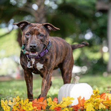 Lulu, Adoptable, Adult Female Pit Bull Terrier & Mixed Breed.