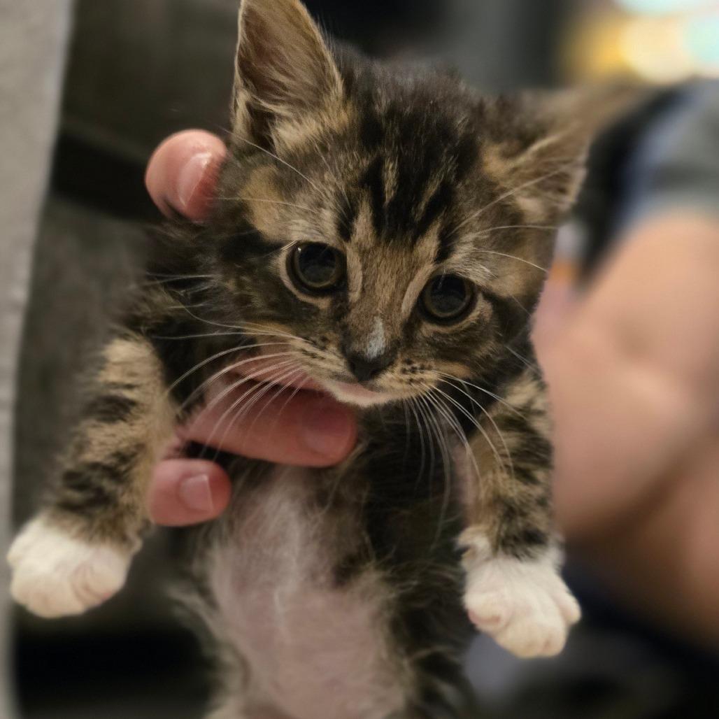 Kira, Adoptable, Kitten Female Domestic Long Hair.
