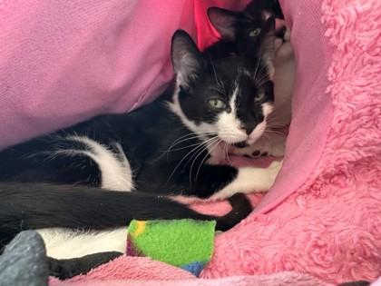Takenoko, Adoptable, Young Male Domestic Medium Hair & Domestic Short Hair.