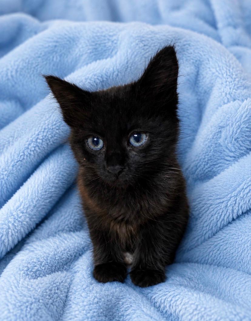 Rue, ADOPTABLE, Kitten Female Domestic Medium Hair.