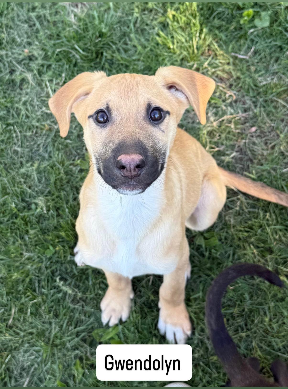 Gwendolyn , a ADOPTABLE mixed breed in Succasunna, NJ image 3/4