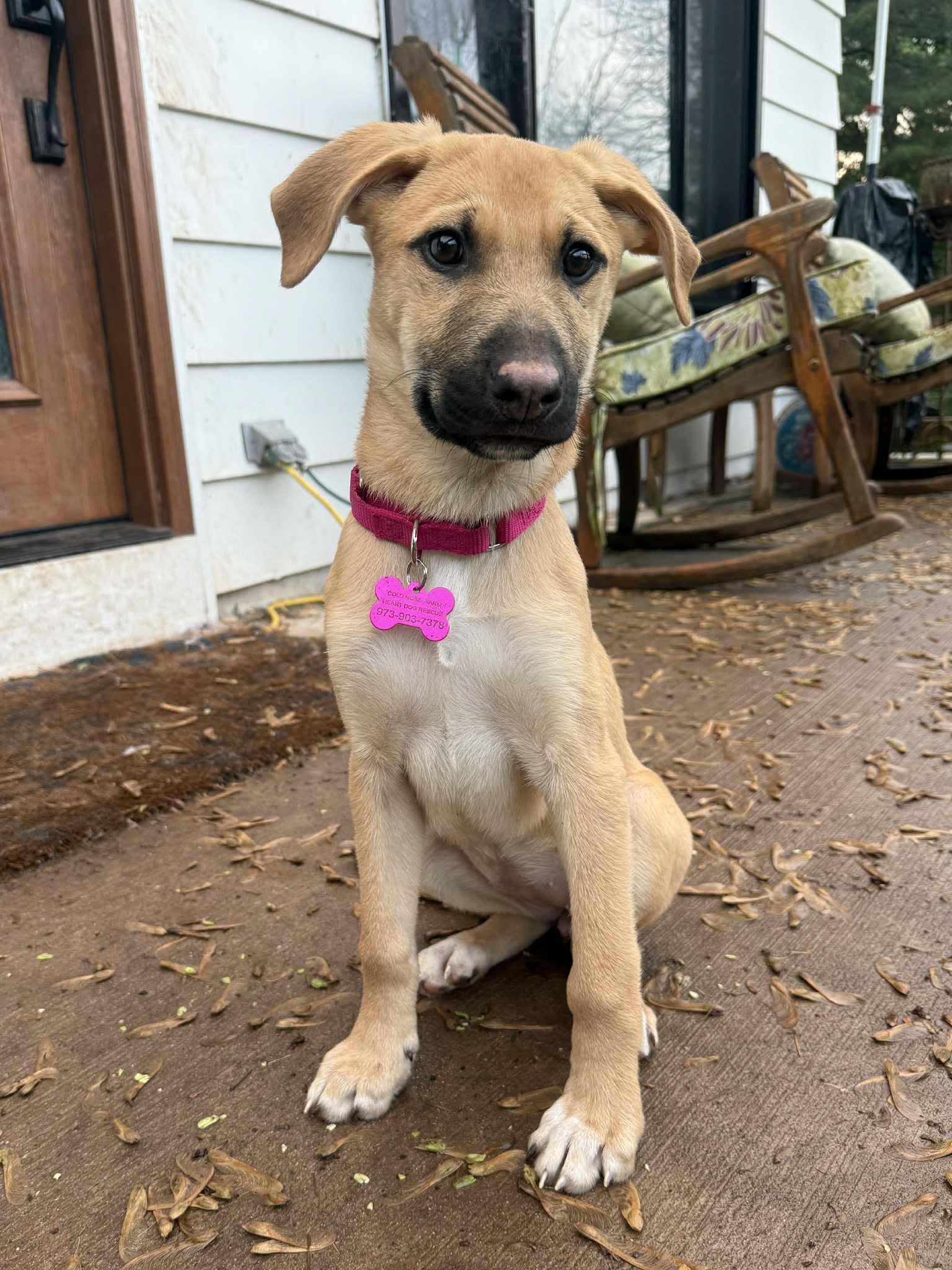 Gwendolyn , ADOPTABLE, Puppy Female Shepherd & Catahoula Leopard Dog.