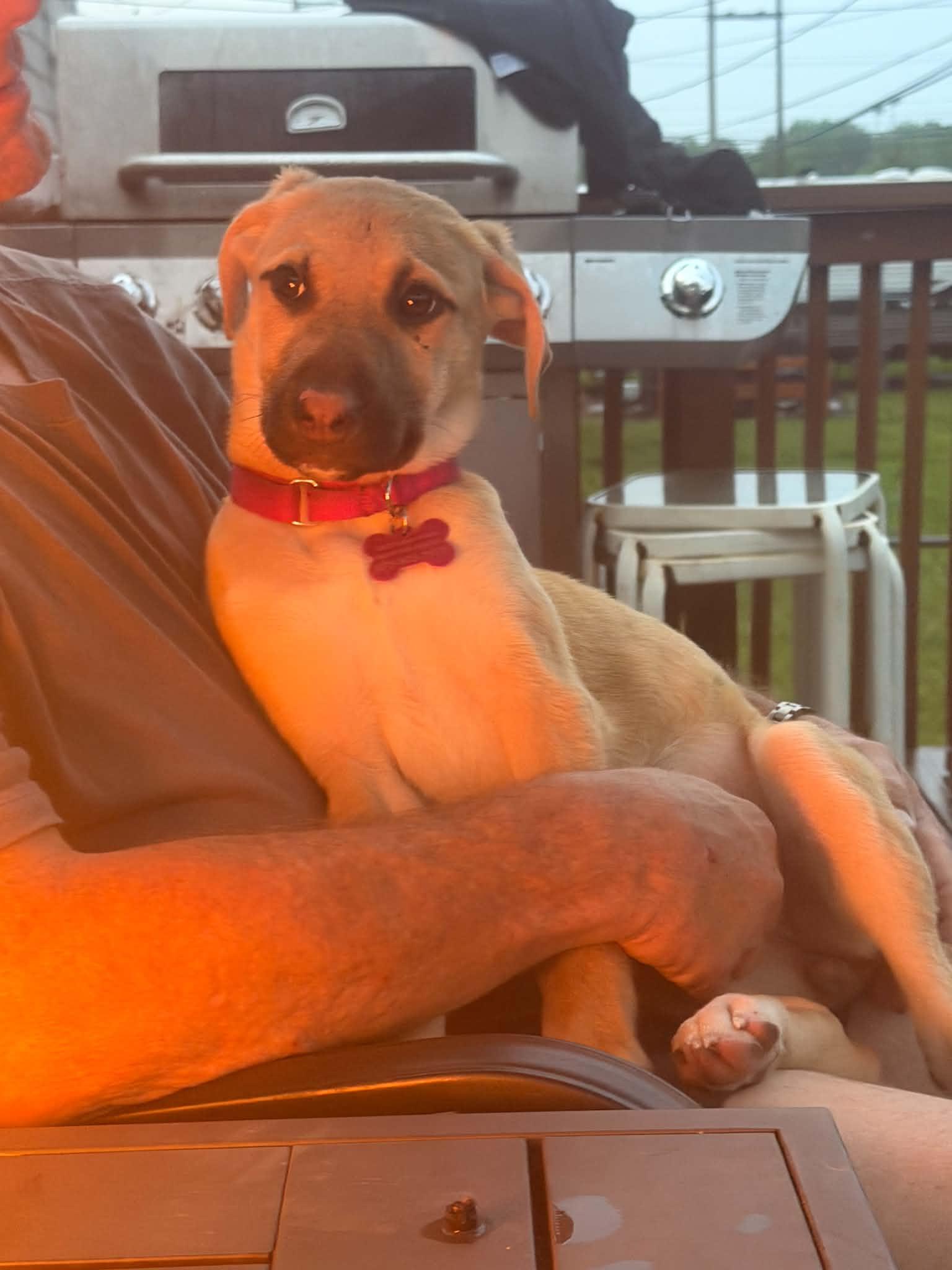 Gwendolyn , a ADOPTABLE mixed breed in Succasunna, NJ image 2/4