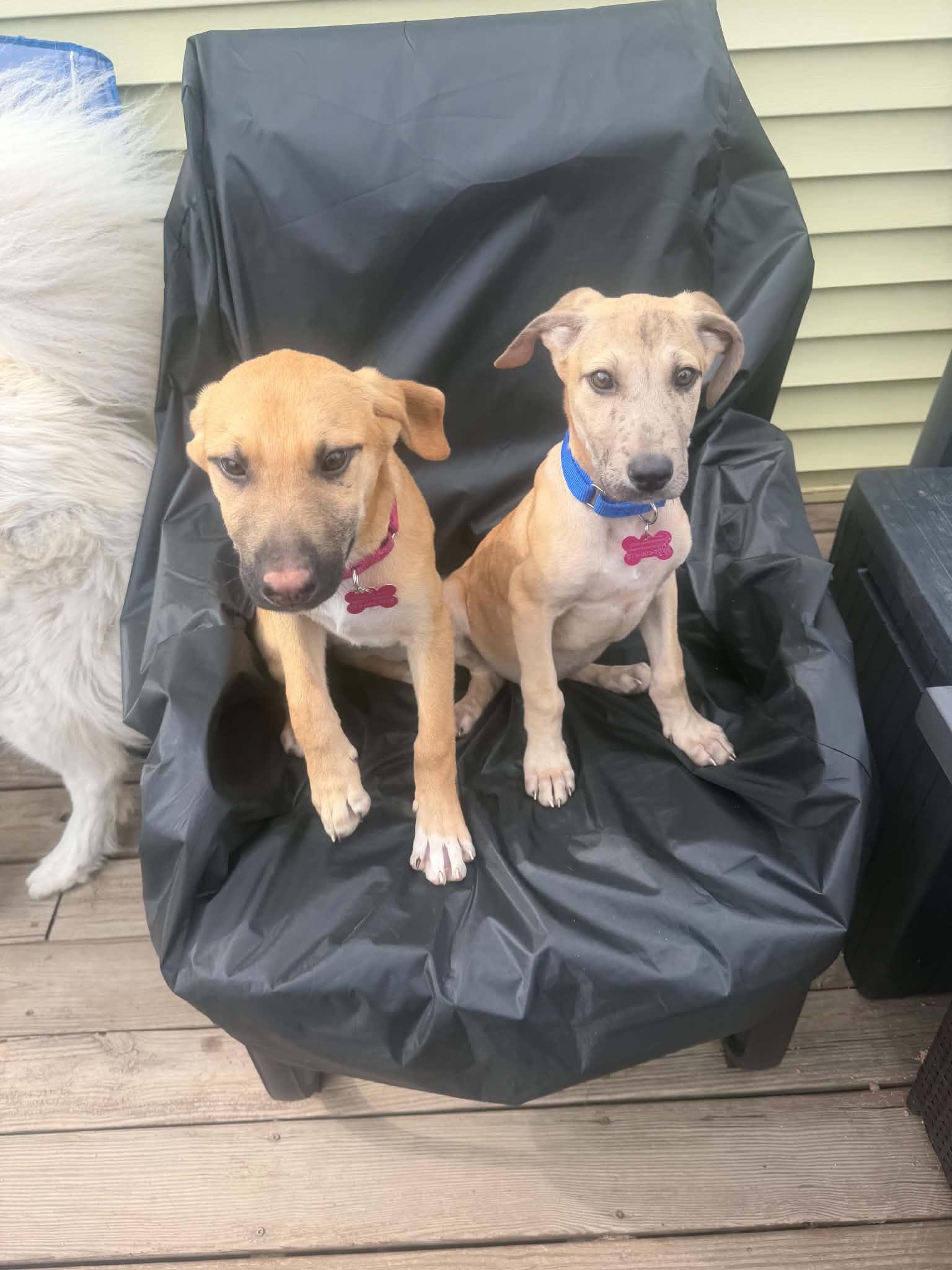 Gwendolyn , a ADOPTABLE mixed breed in Succasunna, NJ image 4/4