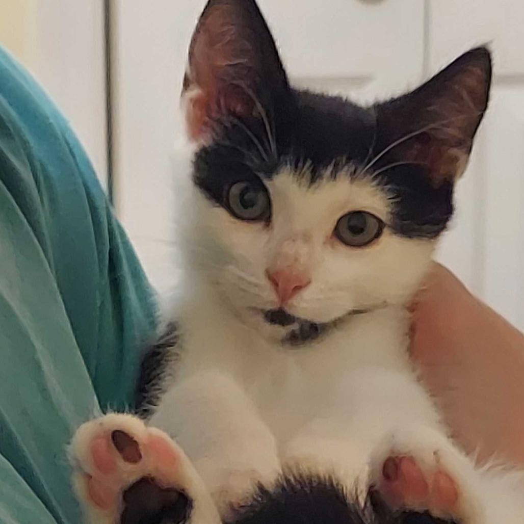 Fema/Nova, Adoptable, Kitten Female Domestic Short Hair.