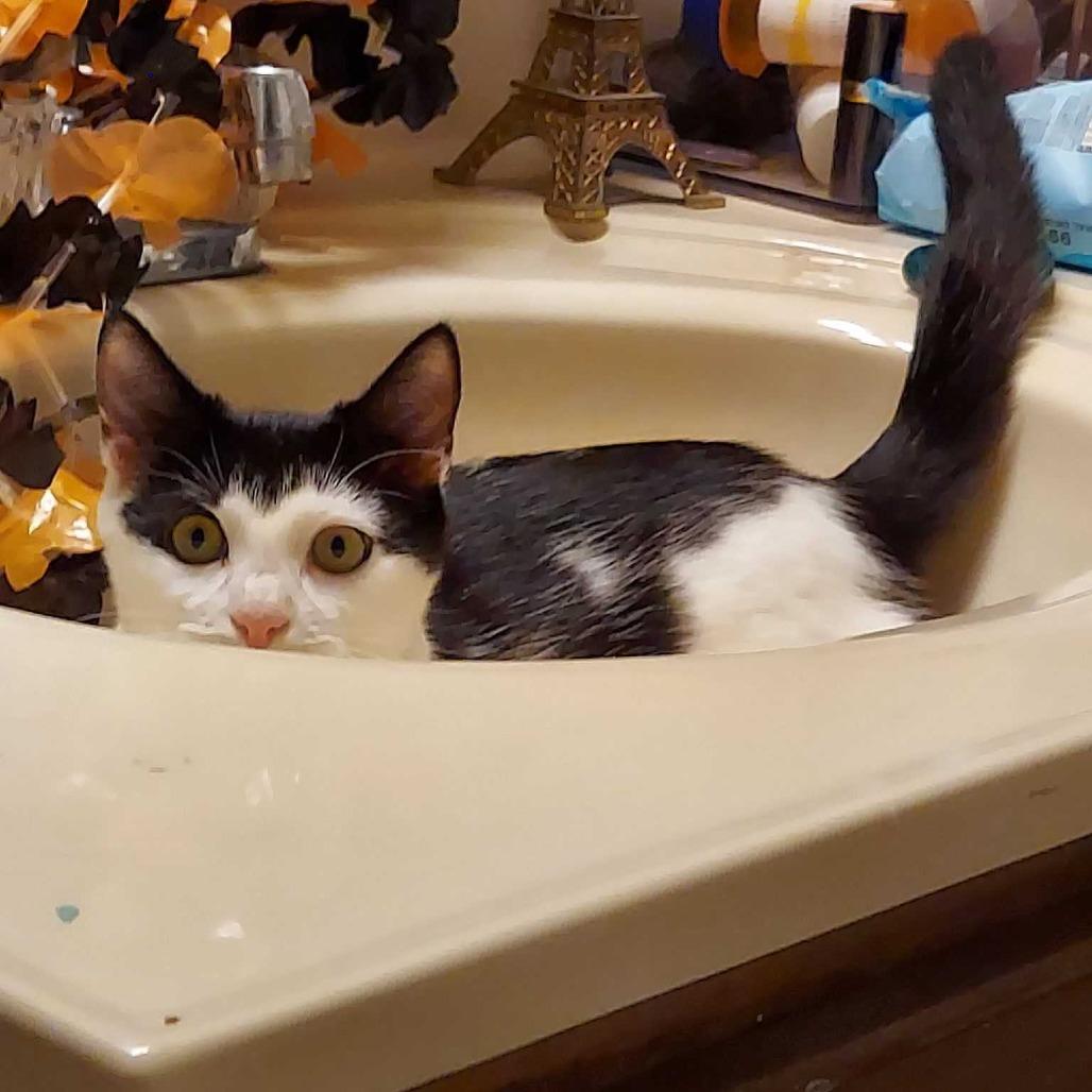 Enlarge Fema/Nova, a Adoptable Domestic Short Hair in Valdosta , GA image 2/3
