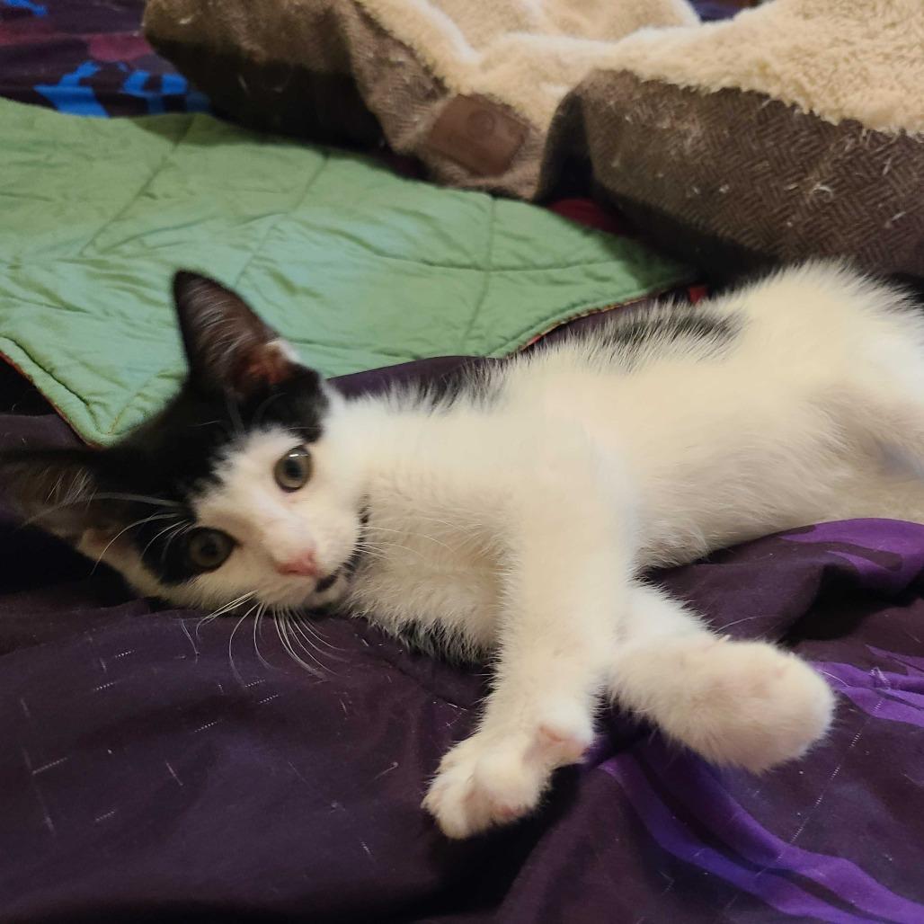 Enlarge Fema/Nova, a Adoptable Domestic Short Hair in Valdosta , GA image 3/3