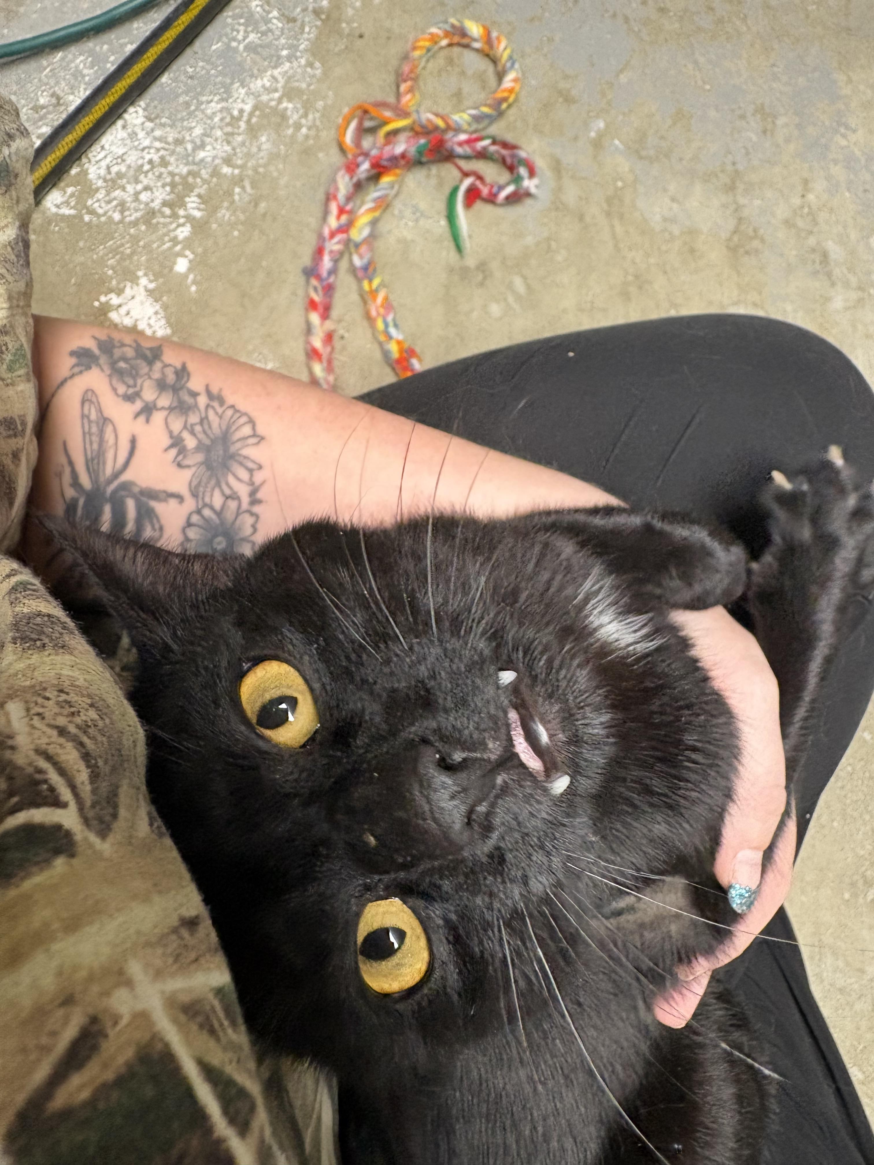 Golden Eyes, ADOPTABLE, Adult Male Domestic Short Hair.