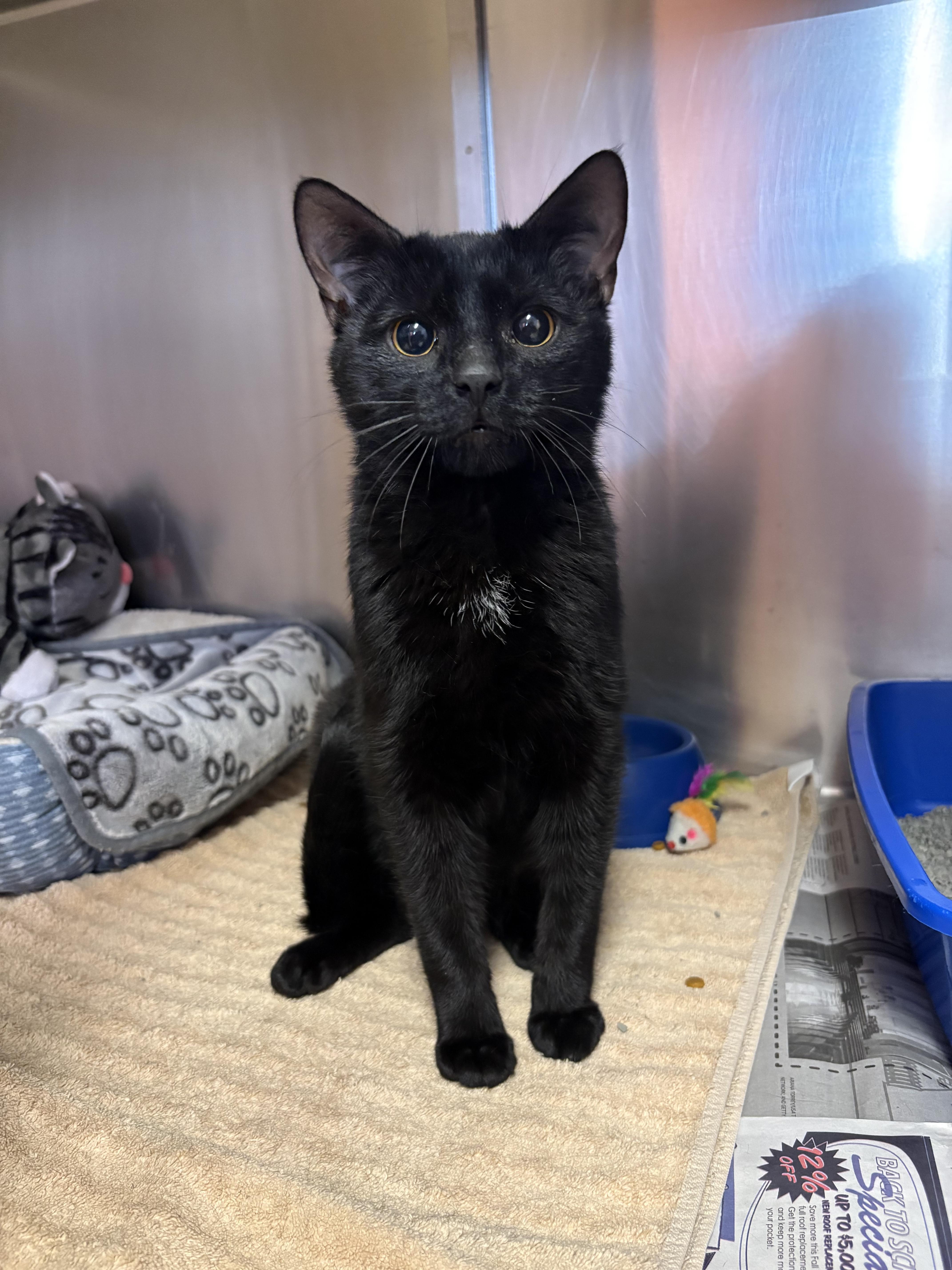 Golden Eyes, a ADOPTABLE Domestic Short Hair in Reynoldsburg, OH image 2/2