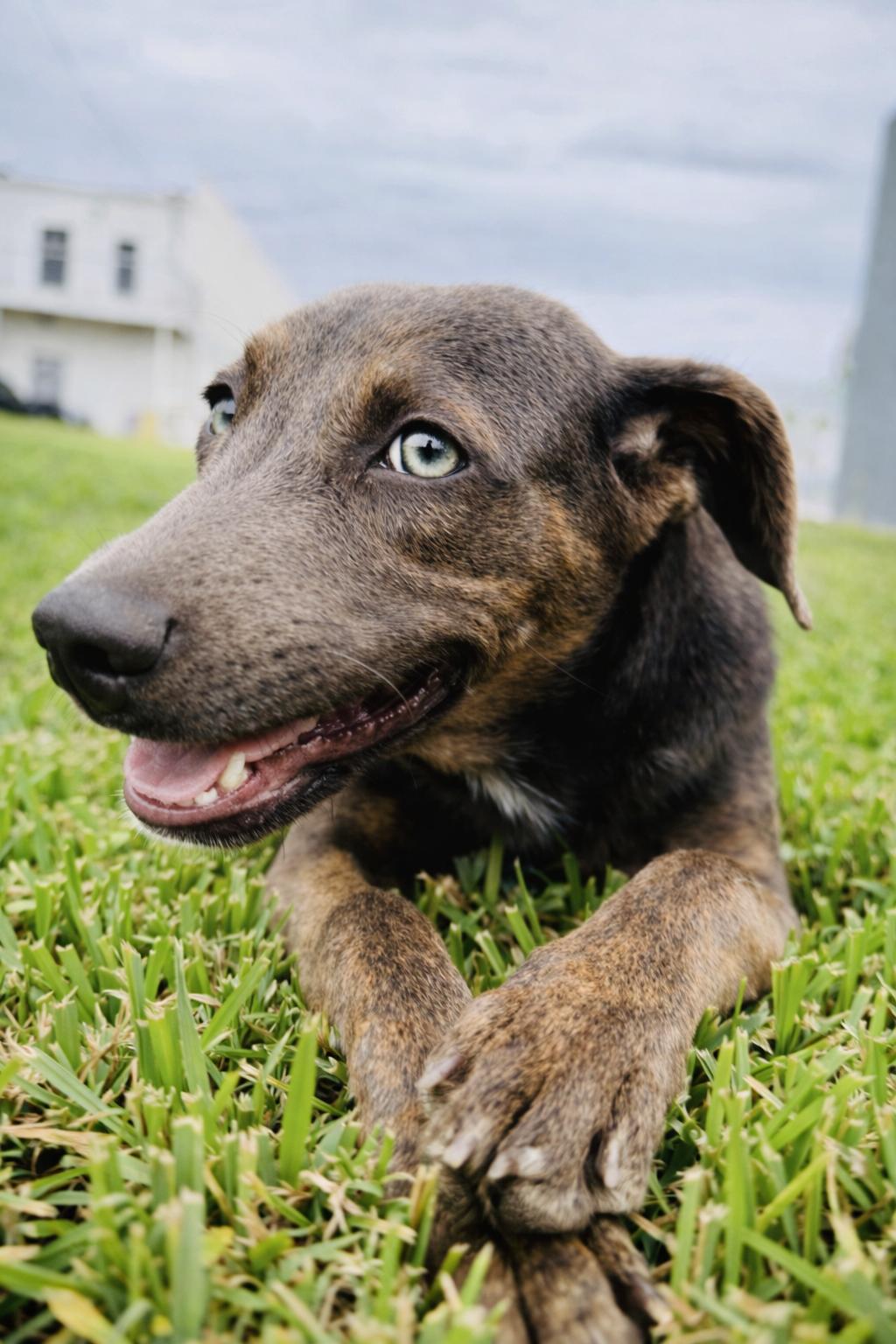 Enlarge Mulan, a Adoptable mixed breed in Harlingen, TX image 2/5