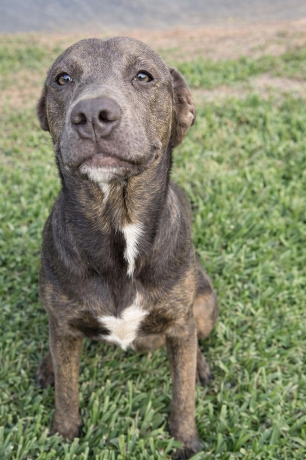 Enlarge Mulan, a Adoptable mixed breed in Harlingen, TX image 3/5