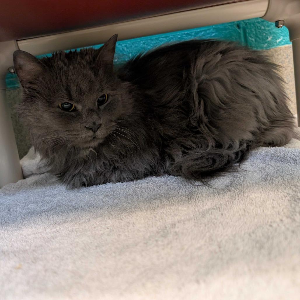 Junior - Bonded to Bear, Adoptable, Adult Male Domestic Long Hair.