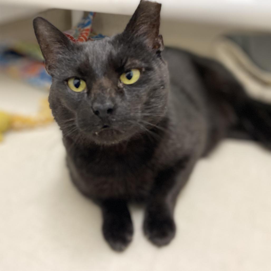 25-51 Peyton, Adoptable, Adult Male Domestic Short Hair.