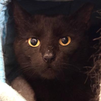 25-51 Peyton, a Adoptable Domestic Short Hair in North Branford, CT image 2/3