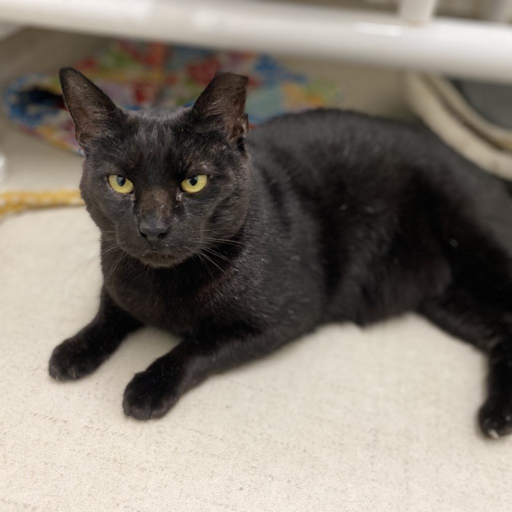 25-51 Peyton, a Adoptable Domestic Short Hair in North Branford, CT image 3/3