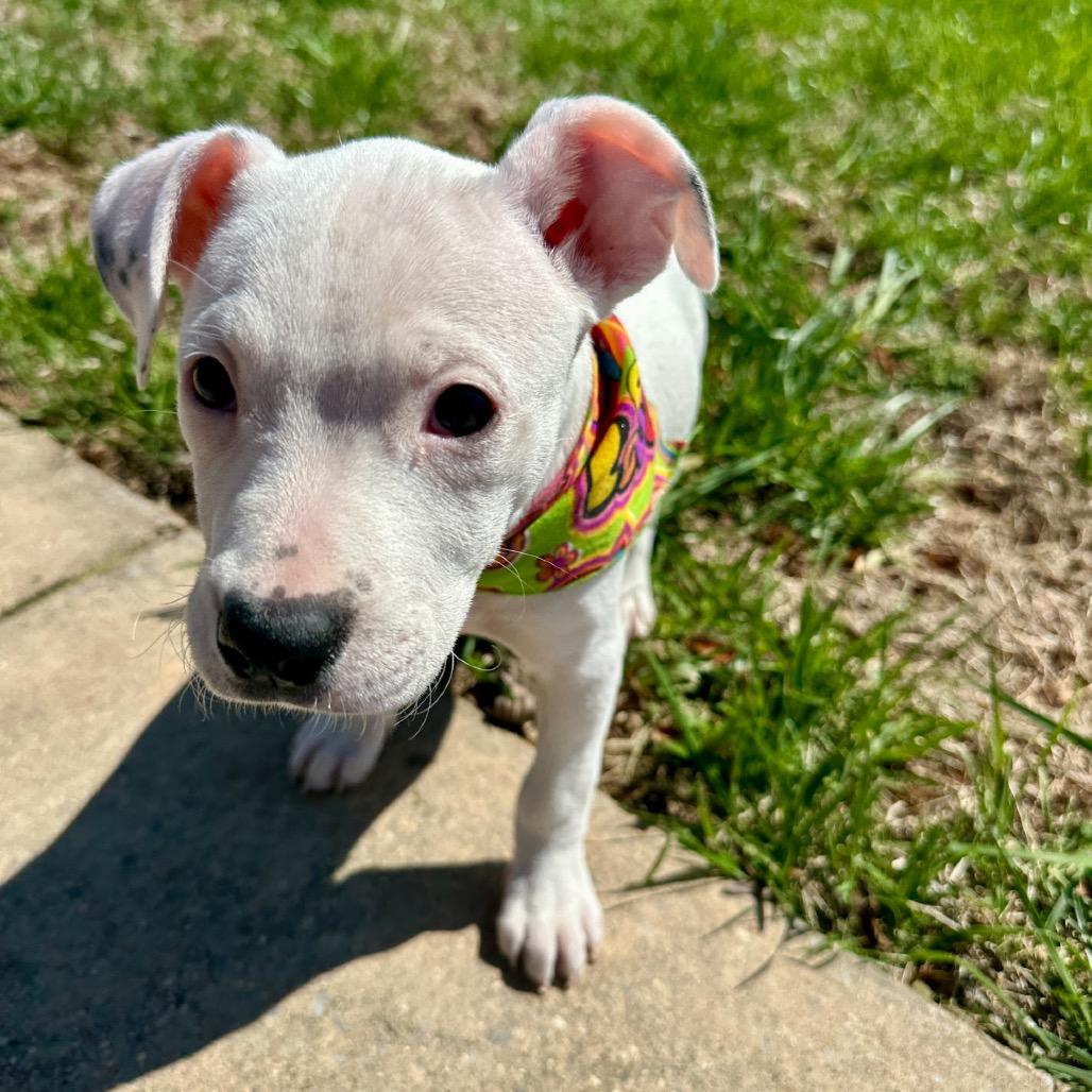 Enlarge TikTok, a Adoptable Mixed Breed in Huntsville, AL image 1/6