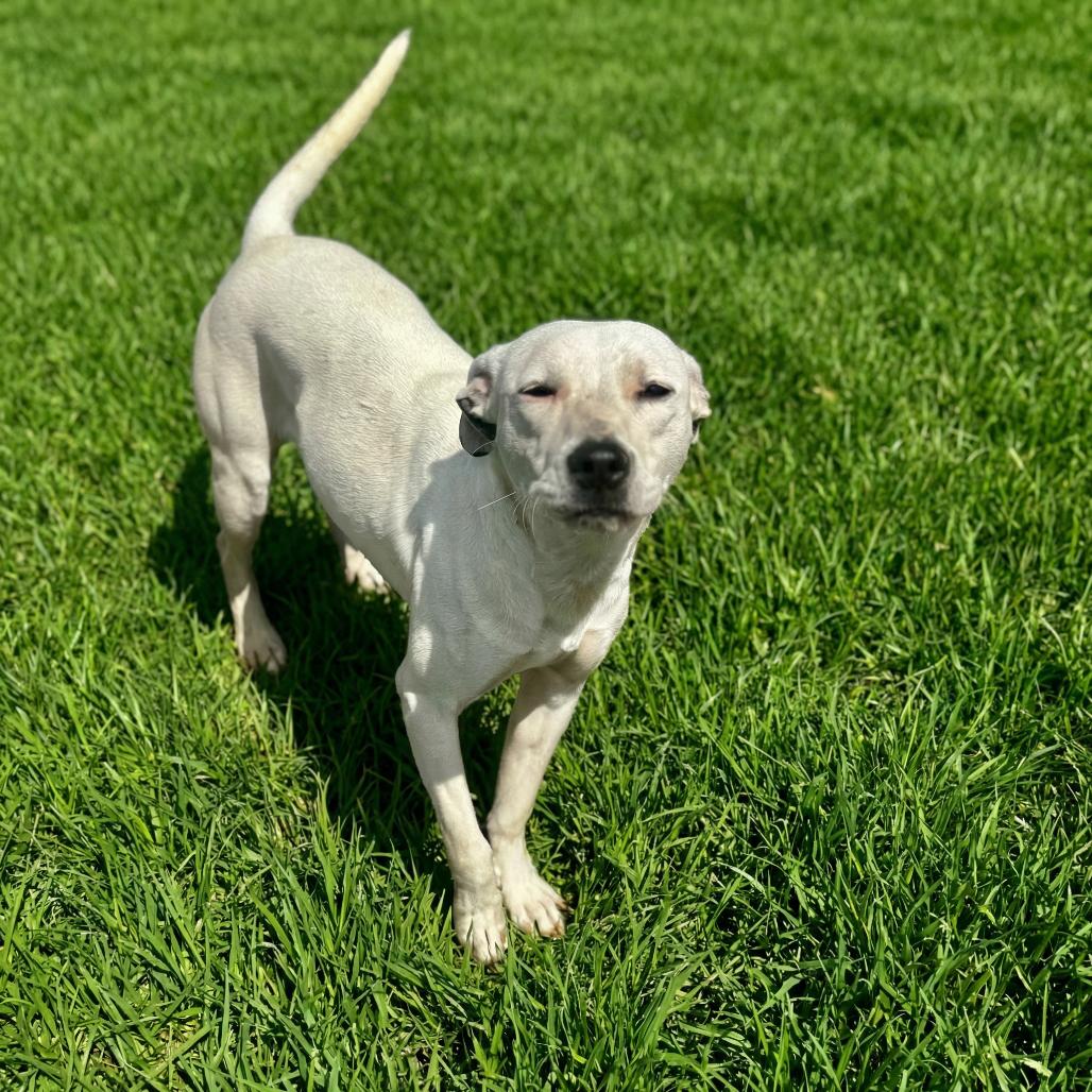 Enlarge TikTok, a Adoptable Mixed Breed in Huntsville, AL image 2/6